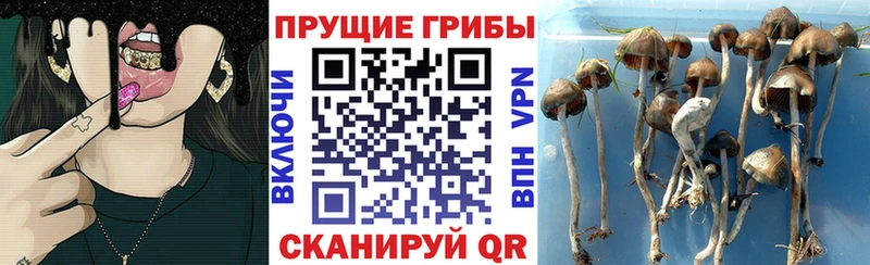 Псилоцибиновые грибы Psilocybine cubensis  Купить где  Барабинск 